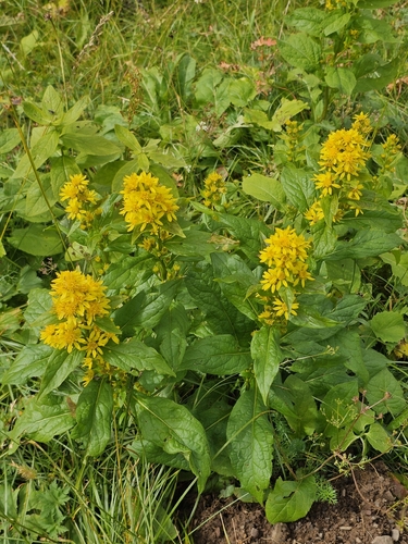 Solidago virgaurea, photograph 3