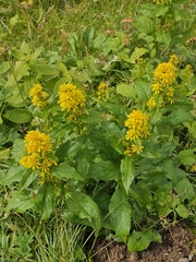 Solidago virgaurea, photograph (c) Анна, some rights reserved (CC BY)
