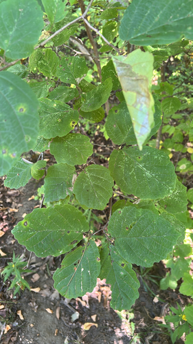 Hamamelis virginiana