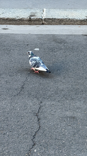 Rock Pigeon