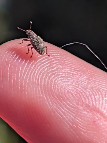 Clover Weevil