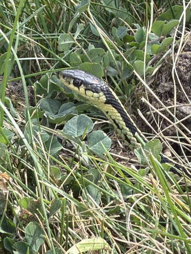 Eastern Garter Snake