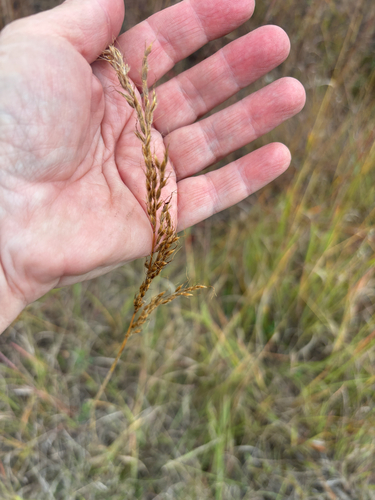 Indiangrass