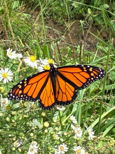 Monarch