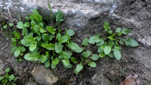 Rumex acetosella, photograph 2