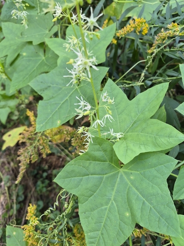 Echinocystis lobata