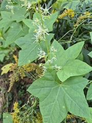 Echinocystis lobata