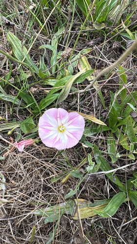 field bindweed