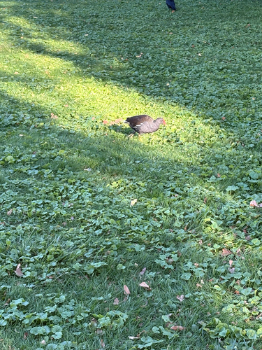 Eurasian Moorhen