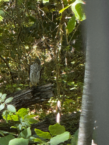 Cooper's Hawk
