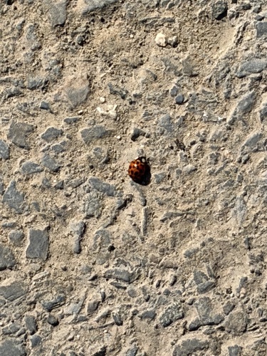 Asian Lady Beetle
