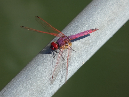 Violet Dropwing