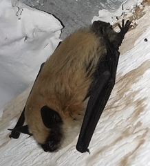 Myotis ciliolabrum