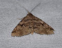 Toxonprucha repentis