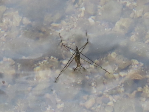River Skater