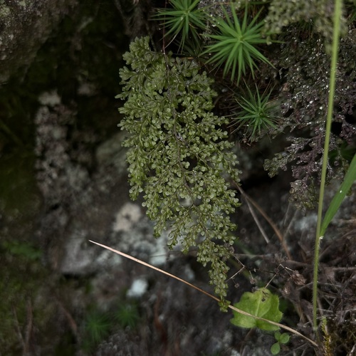 Hymenophyllum punctisorum observed 2026-09-25
