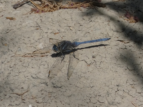 Epaulet Skimmer