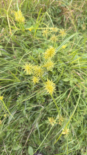straw-colored flatsedge