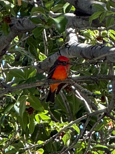 Vermilion Flycatcher