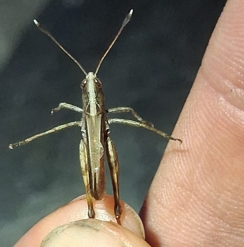 Rufous Grasshopper