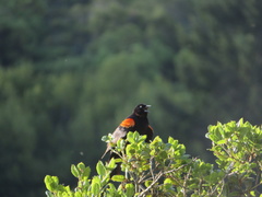 Agelaius phoeniceus mailliardorum