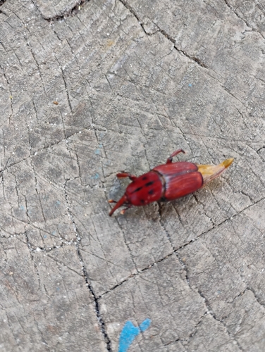 Red Palm Weevil
