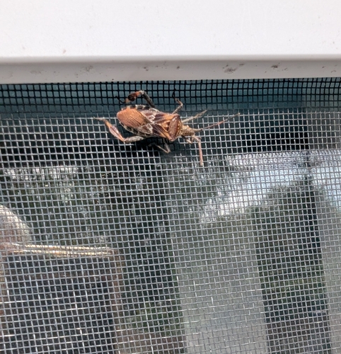 Western Conifer Seed Bug