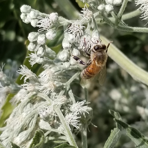 Western Honey Bee