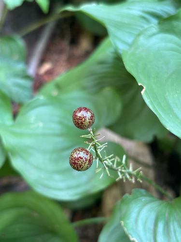 Maianthemum dilatatum, photograph 3
