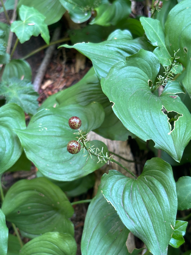 Maianthemum dilatatum, photograph 1
