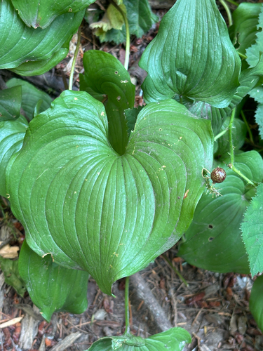 Maianthemum dilatatum, photograph 2