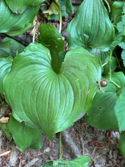 Maianthemum dilatatum, photograph author not stated, no rights reserved