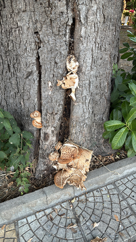 Dryad's Saddle