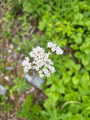Valeriana sitchensis, photograph author not stated, no rights reserved