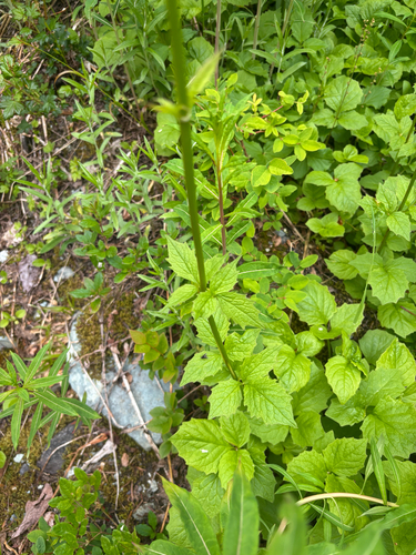 Valeriana sitchensis, photograph 3