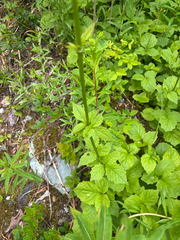 Valeriana sitchensis, photograph author not stated, no rights reserved