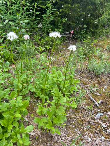 Valeriana sitchensis, photograph 2