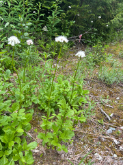 Valeriana sitchensis, photograph author not stated, no rights reserved