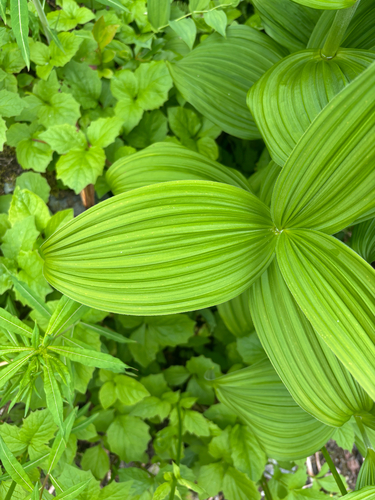 Veratrum viride, photograph 3