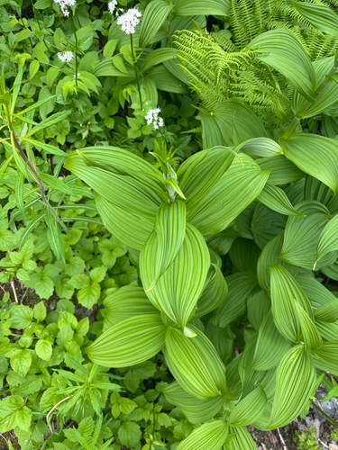 Veratrum viride, photograph 2