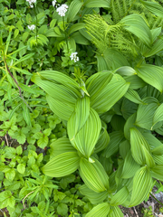 Veratrum viride, photograph author not stated, no rights reserved