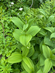 Veratrum viride
