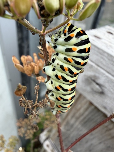 Old World Swallowtail