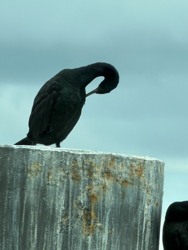 Pelagic Cormorant