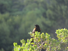 Agelaius phoeniceus mailliardorum