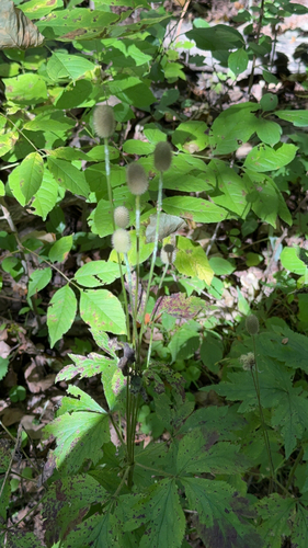 tall thimbleweed