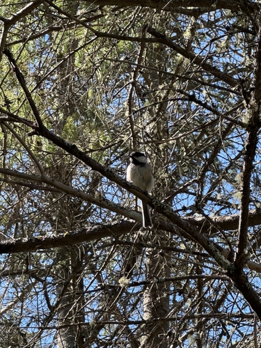 Black-capped Chickadee