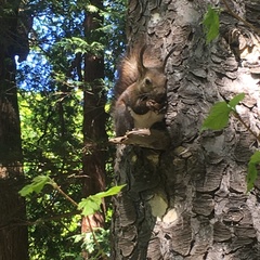 Sciurus vulgaris orientis