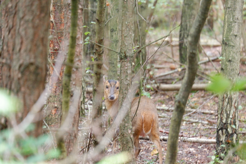 Reeves's Muntjac