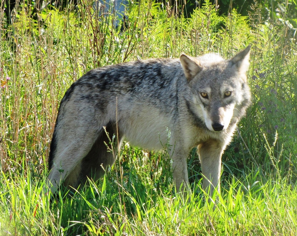 Baffin Island Wolf
